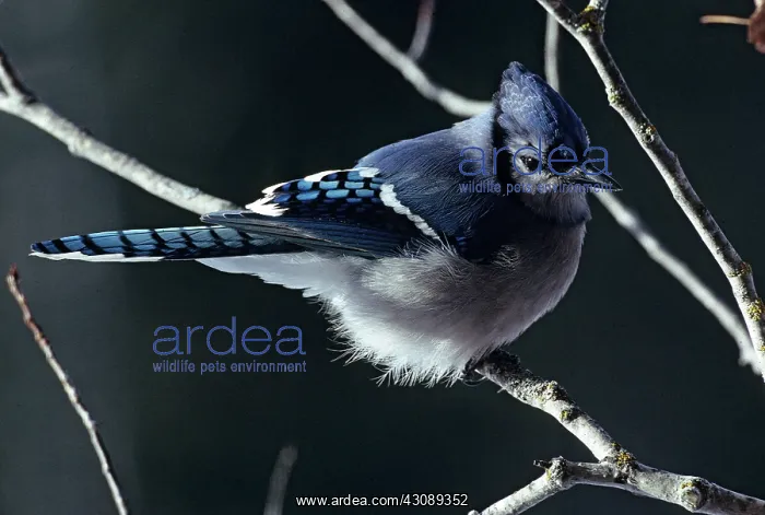 : Blue Jay, (cyanocitta cristata); Ontario, Canada : Blue Jay, (cyanocitta cristata); Ontario, Canada