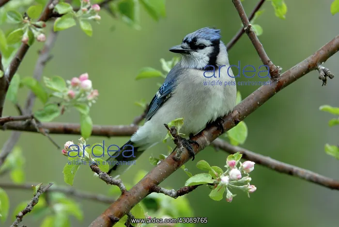 : Blue Jay (Cyanocitta cristata) in spring on an apple tree branch, Northern Ontario, Canada : Blue Jay (Cyanocitta cristata) in spring on an apple tree branch, Northern Ontario, Canada