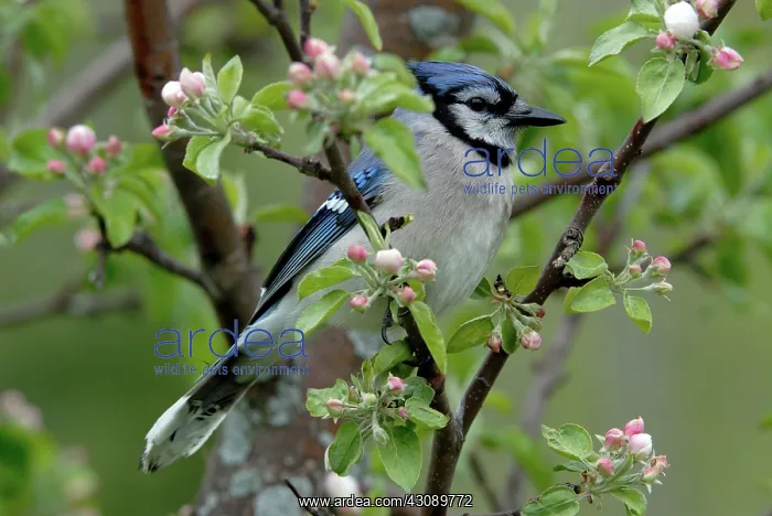 : Blue Jay (Cyanocitta cristata) in spring on an apple tree branch, Northern Ontario, Canada : Blue Jay (Cyanocitta cristata) in spring on an apple tree branch, Northern Ontario, Canada