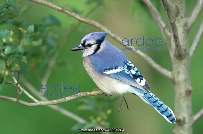 : Blue Jay (Cyanocitta cristata) : Blue Jay (Cyanocitta cristata)