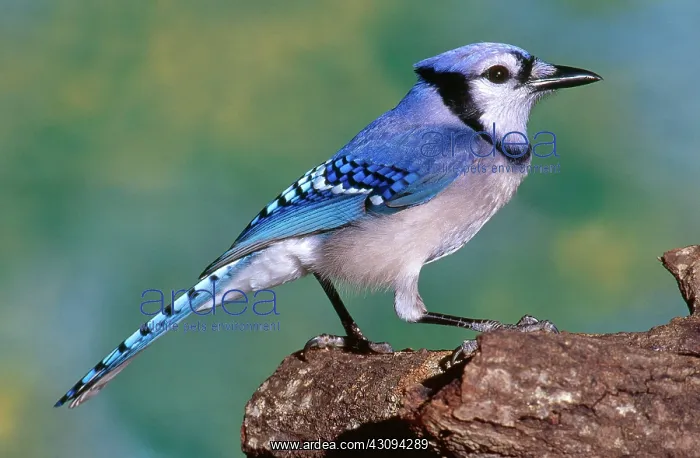 : Blue Jay (Cyanocitta cristata), Timucuan Preserve, Florida : Blue Jay (Cyanocitta cristata), Timucuan Preserve, Florida