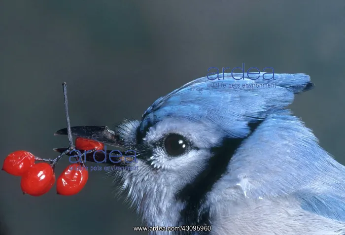 : Blue Jay (Cyanocitta cristata) feeding on bittersweet berries : Blue Jay (Cyanocitta cristata) feeding on bittersweet berries