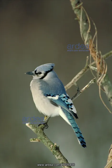 : Blue jay : Blue jay