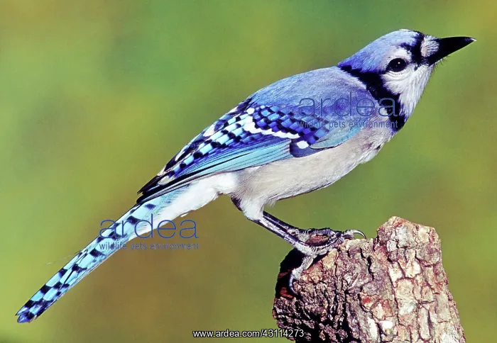 : Blue Jay. Male Blue Jay (Cyanocitta cristata), photographed in Duval County, Florida : Blue Jay. Male Blue Jay (Cyanocitta cristata), photographed in Duval County, Florida
