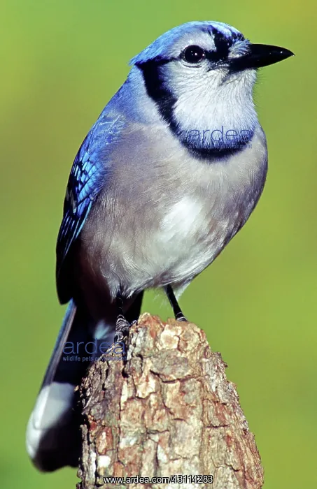  : Blue Jay. Male Blue Jay (Cyanocitta cristata). photographed in Duval County, Florida