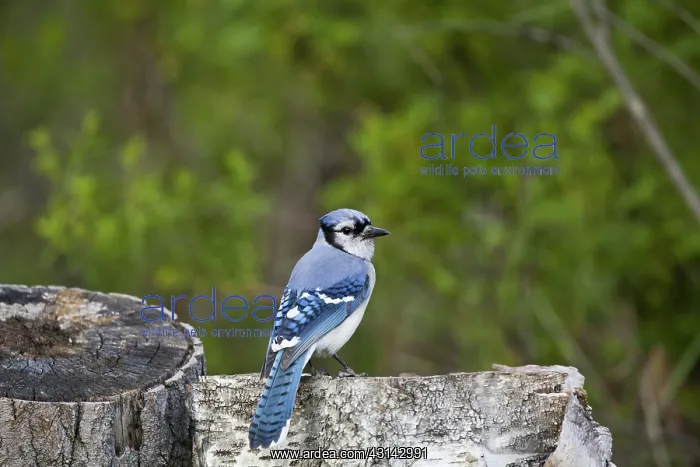 : Blue Jay (Cyanocitta cristata) Wisconsin : Blue Jay (Cyanocitta cristata) Wisconsin