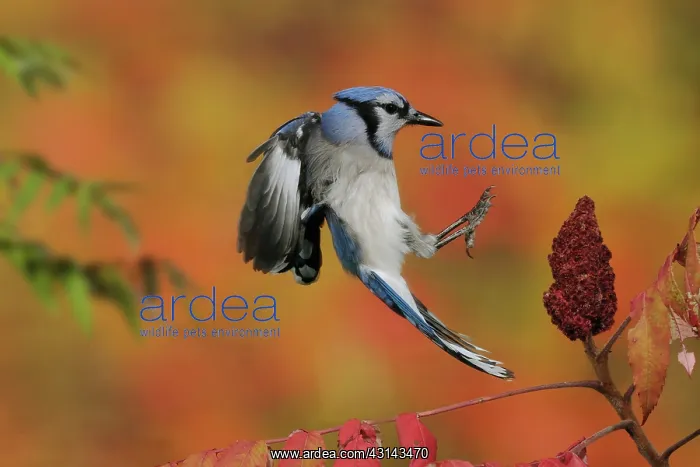 : Blue Jay. A blue jay (Cyanocitta cristata) landing on a sumac tree during the fall season : Blue Jay. A blue jay (Cyanocitta cristata) landing on a sumac tree during the fall season