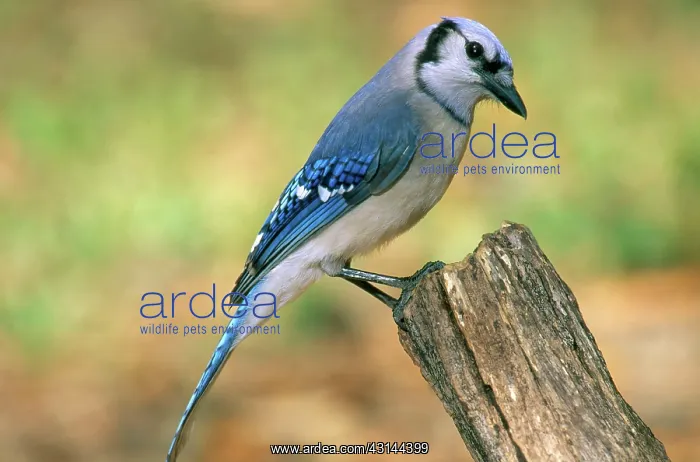 : Blue Jay (Cyanocitta cristata), Florida : Blue Jay (Cyanocitta cristata), Florida
