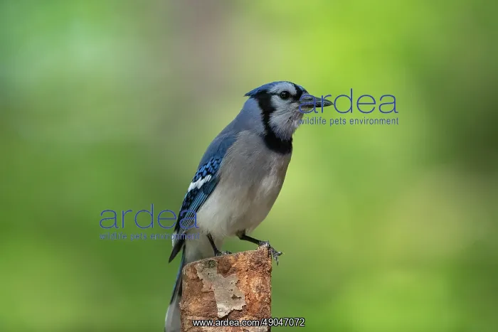 : BLUE JAY. Etats Unis, Michigan, Geai bleu (Cyanocitta cristata) / / United States : BLUE JAY. Etats Unis, Michigan, Geai bleu (Cyanocitta cristata) / / United States