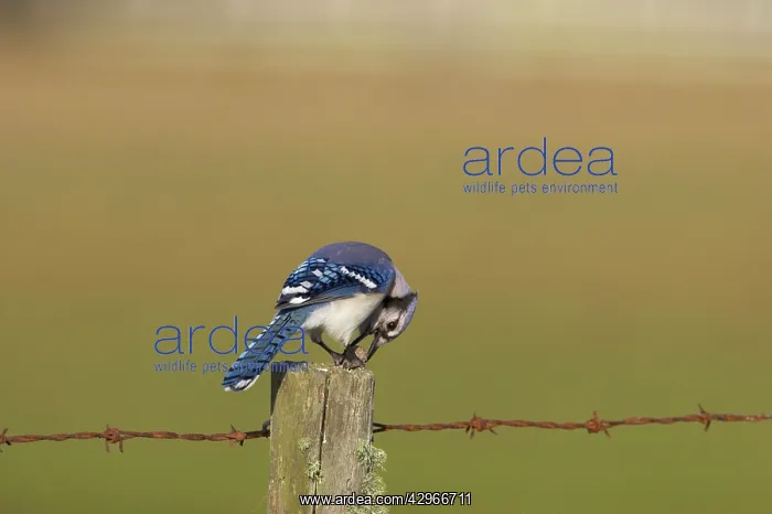 : Blue Jay - with acorn : Blue Jay - with acorn