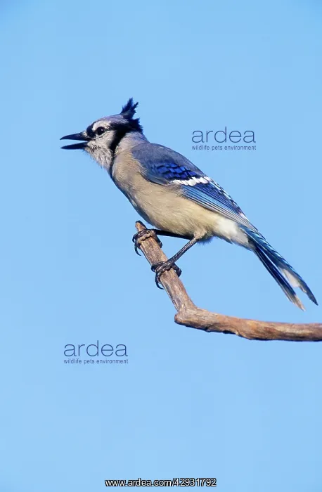 : Blue Jay - on brach, beak open : Blue Jay - on brach, beak open