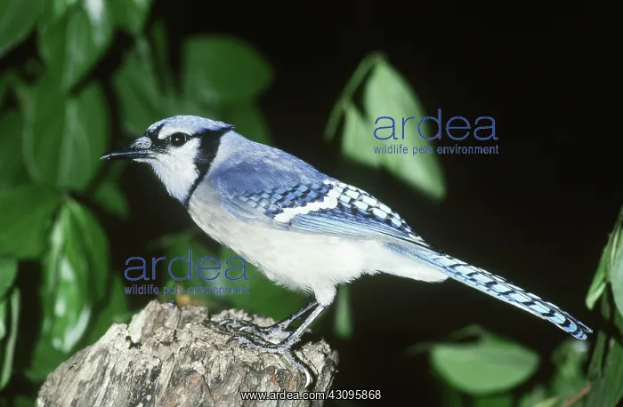  : Blue Jay (Cyanocitta cristata)