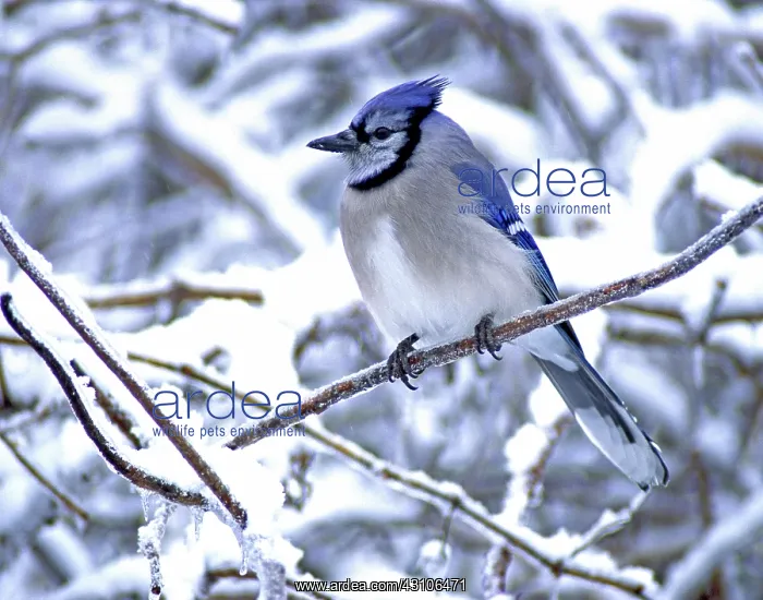 : Blue Jay (Cyanocitta cristata) : Blue Jay (Cyanocitta cristata)
