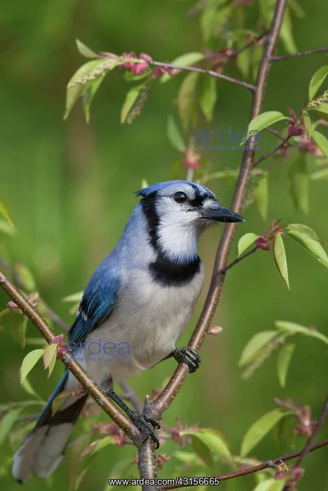 : Blue Jay (Cyanocitta cristata) : Blue Jay (Cyanocitta cristata)
