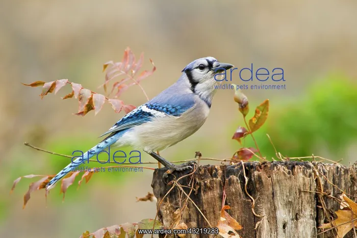 : Blue Jay (Cyanocitta cristata) adult perched : Blue Jay (Cyanocitta cristata) adult perched