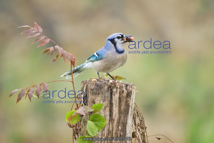  : Blue jay (Cyanocitta cristata) adults on