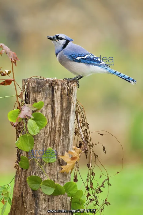 : Blue jay (Cyanocitta cristata) adults on : Blue jay (Cyanocitta cristata) adults on