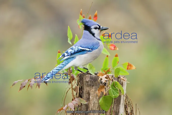 : Blue jay (Cyanocitta cristata) adults on : Blue jay (Cyanocitta cristata) adults on