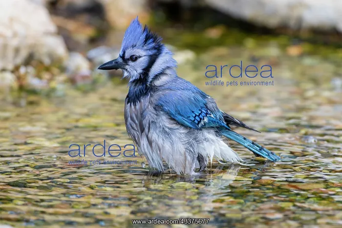  : Blue Jay (Cyanocitta cristata) bathing Marion County