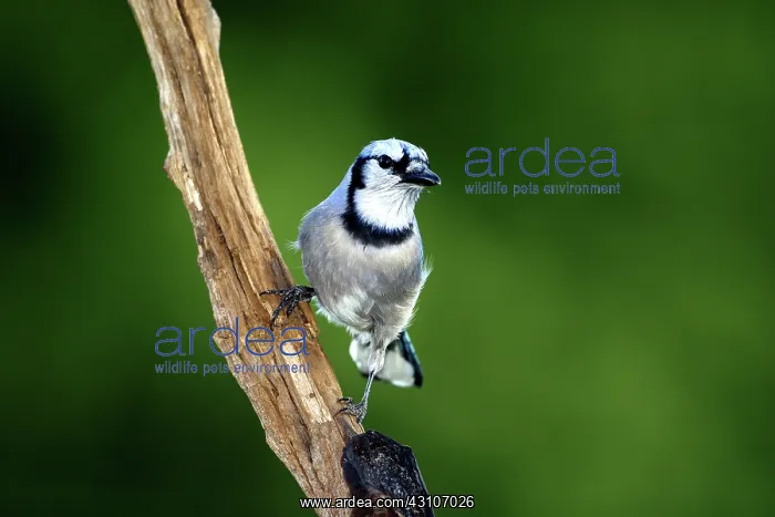 : Blue Jay (Cyaoncitta cristata) : Blue Jay (Cyaoncitta cristata)