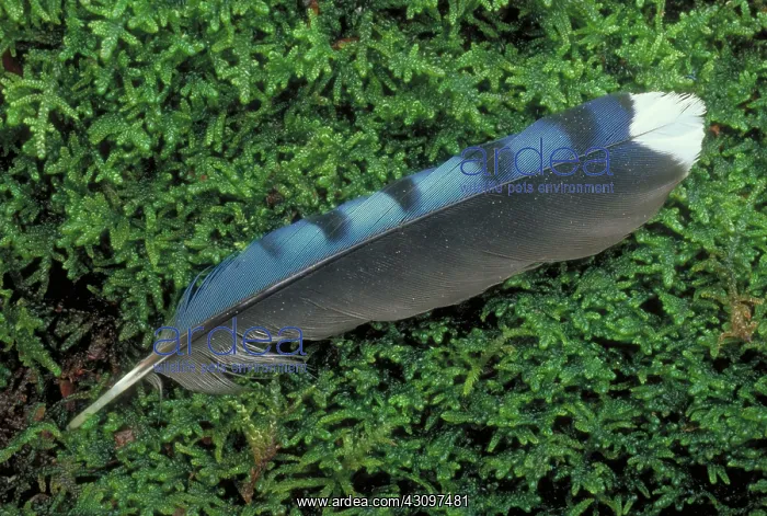  : Blue Jay Feather