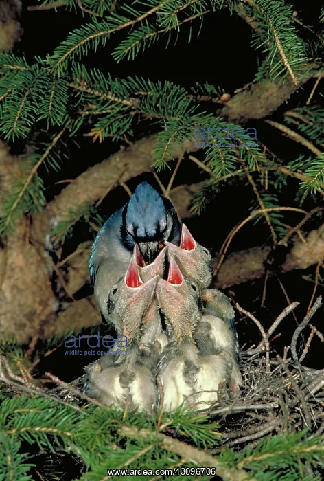 : Blue jay feeding young : Blue jay feeding young
