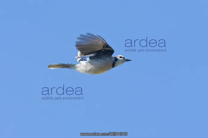 : Blue Jay in flight : Blue Jay in flight