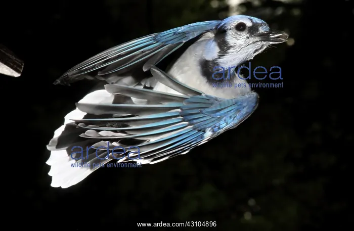 : Blue Jay in Flight : Blue Jay in Flight