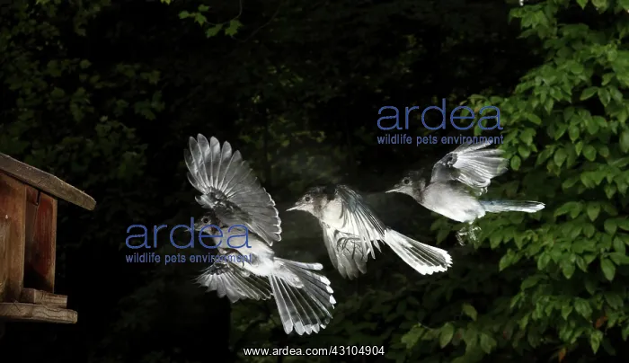 : Blue Jay in Flight : Blue Jay in Flight