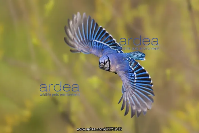 : Blue jay flying : Blue jay flying