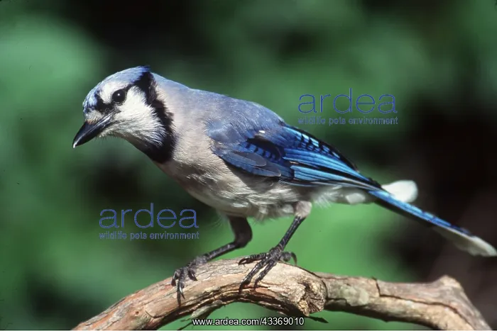 : BLUE JAY - PERCHED ON BRANCH : BLUE JAY - PERCHED ON BRANCH