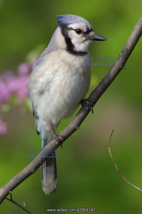 : Blue Jay - Perched on branch, Spring : Blue Jay - Perched on branch, Spring