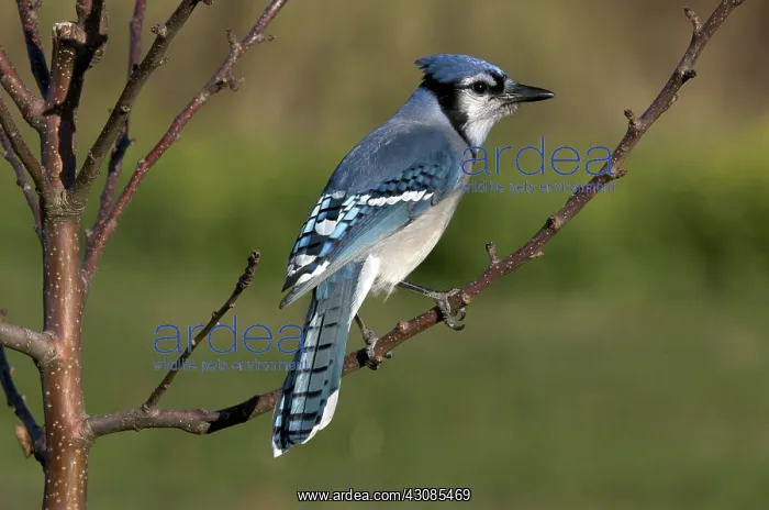 : A Blue Jay Perched on Tree Branch : A Blue Jay Perched on Tree Branch