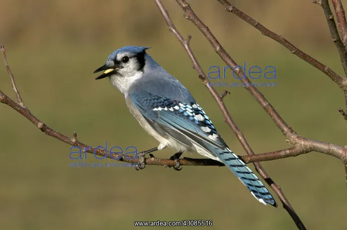 : Blue Jay Perched on Tree Branch : Blue Jay Perched on Tree Branch