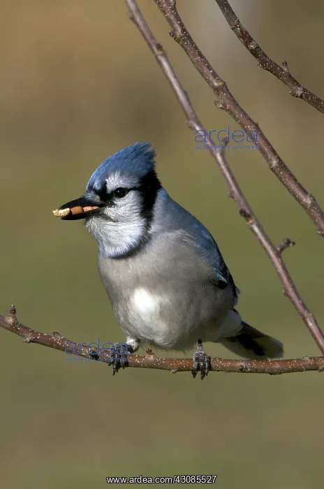 : A Blue Jay Perched on Tree Branch : A Blue Jay Perched on Tree Branch