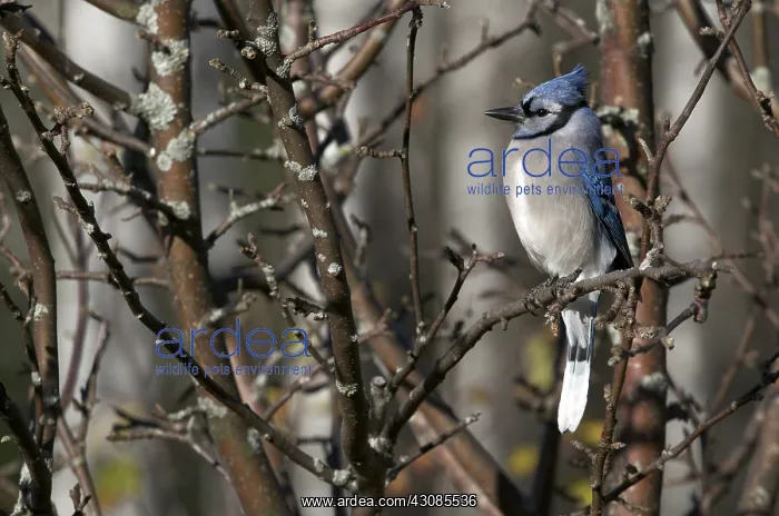 : Blue Jay Sitting on Apple Tree Branch : Blue Jay Sitting on Apple Tree Branch