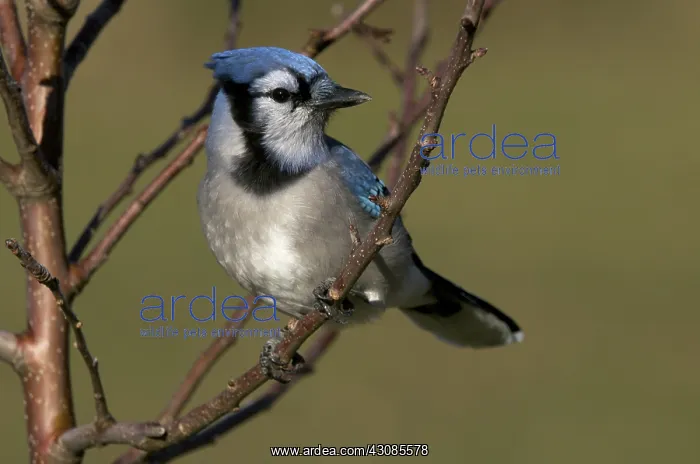 : Blue Jay Sitting on Apple Tree Branch : Blue Jay Sitting on Apple Tree Branch