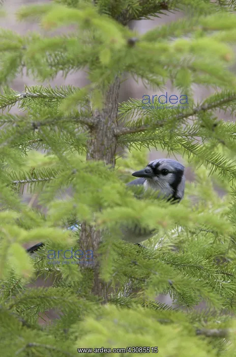 : Blue Jay sitting in spruce tree, concealing itself : Blue Jay sitting in spruce tree, concealing itself