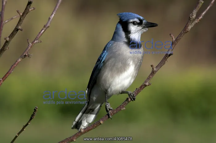 : Blue Jay Sitting on Tree Branch : Blue Jay Sitting on Tree Branch