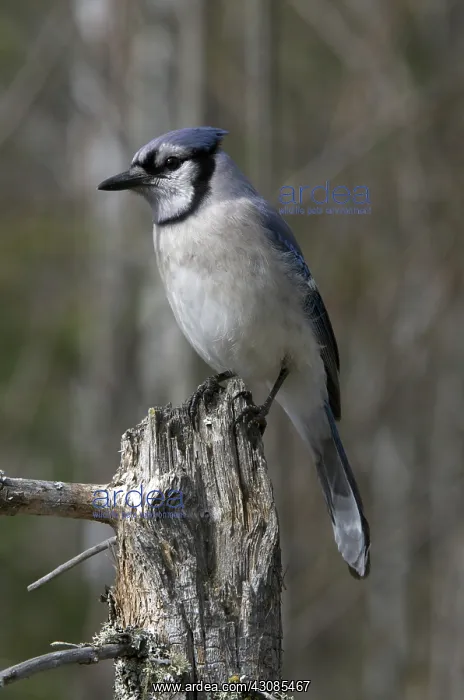 : Blue Jay on a snag : Blue Jay on a snag