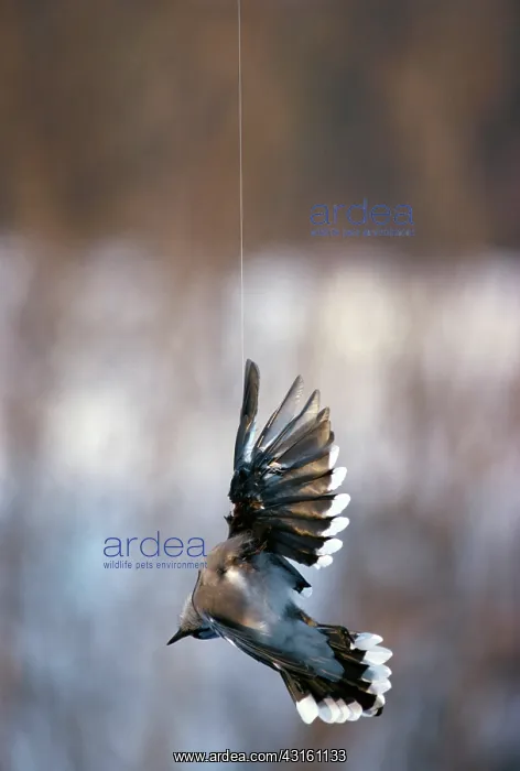 : Blue Jay Snared in Fishing Line : Blue Jay Snared in Fishing Line