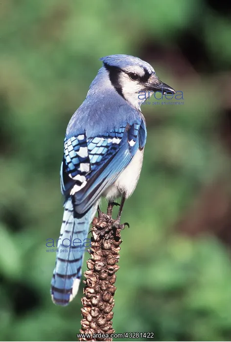 : BLUE JAY - back view : BLUE JAY - back view