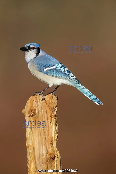 : Blue Jay - in winter - January : Blue Jay - in winter - January