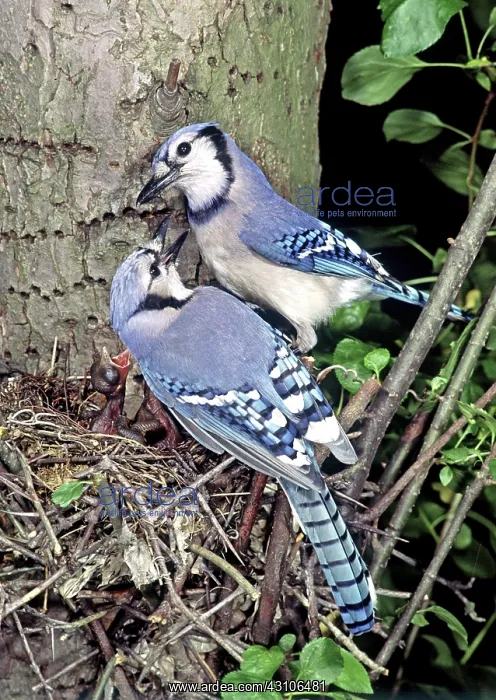 : Blue Jays (Cyanocitta cristata) : Blue Jays (Cyanocitta cristata)
