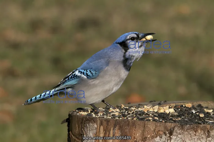 : Blue Jays at Feeder : Blue Jays at Feeder