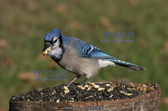 : Blue Jays at Feeder : Blue Jays at Feeder