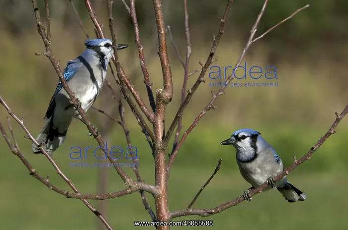 : Blue Jays Perched on Tree Branch : Blue Jays Perched on Tree Branch
