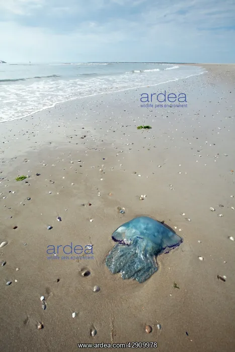 : Blue Jellyfish - stranded on beach : Blue Jellyfish - stranded on beach
