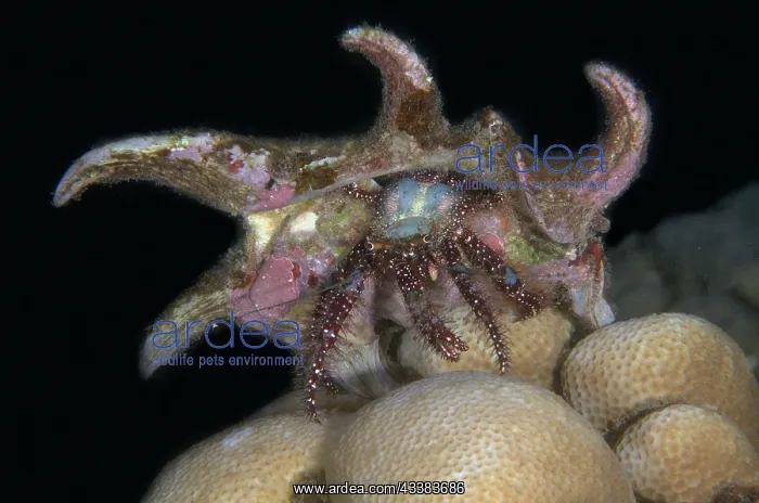 : Blue Knee Hermit Crab : Blue Knee Hermit Crab