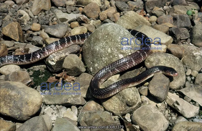 : Blue Krait : Blue Krait